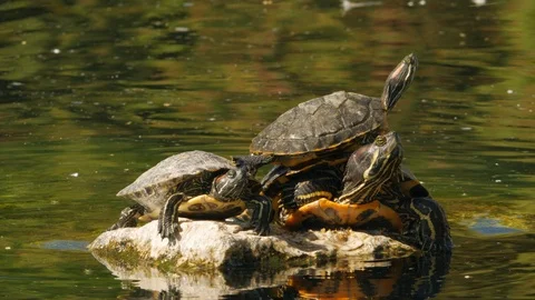 Close up of Three Turtles on a Rock in a Pond with Green Waters Stock Footage 118472075