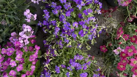 Close-up, three types of spring flowers red, purple and burgundy Stock Photos