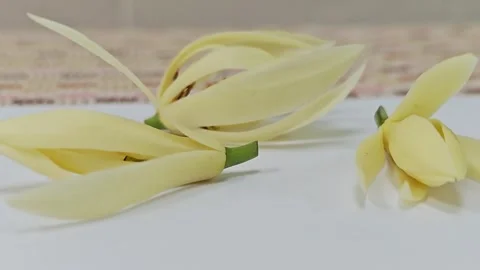 Close up of three white champaca flowers arranged on table. Видео 338009850