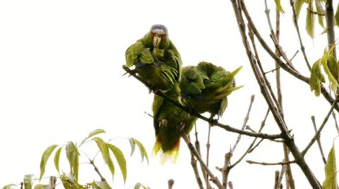 Close up of Three white fronted parrots of the Amazon in the wild. Stock Footage 11915716