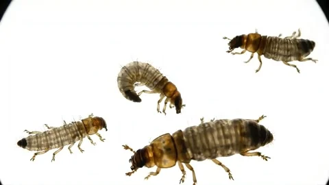 Close Up of Three White Grub Worms on White Surface. Stock Footage 317801011