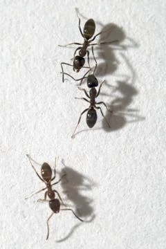 Close up of three worker ants on white Stock Photos