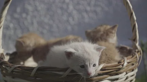  close up of three yellow cats in a basket at sunset Stock Footage 143353908