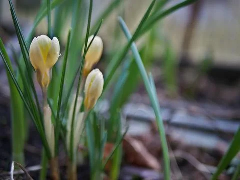 Close-up of three yellow crocuses (crocus vernus) sprouting out of bulbs am.. Stock Photos