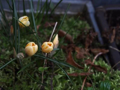 Close-up of three yellow crocuses (crocus vernus) sprouting out of bulbs am.. Stock Photos