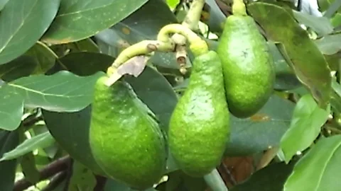 Close up, three young avocado fruit hanging on the tree. Persea americana. Stock Footage 122492826