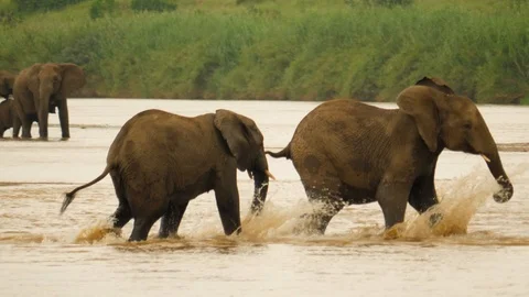 Close up: Three young elephants play fight in shallow river. Push with tusks Stock Footage 105273344
