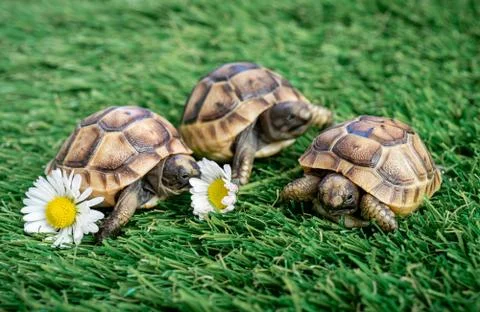 Close up of three young hermann turtles on a synthetic grass with daisyflower Stock Photos