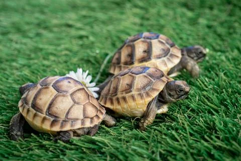 Close up of three young hermann turtles on a synthetic grass with daisyflower Stock Photos