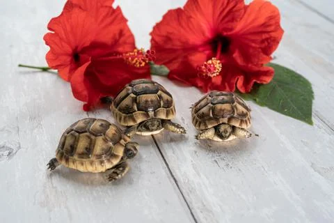 Close-up of three young hermann turtles on white wooden background with a red Stock Photos