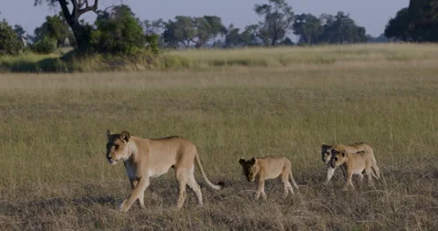 Close-up. Three young lion cubs walking behind their mother in the African bush Stock Footage 274835923