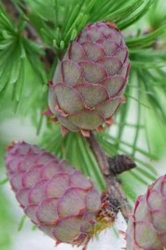 Close-up of three young spring cones of larch Larix decidua Fotos Stock