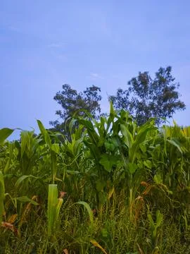 Close-Up of a Thriving Cornfield Under a Clear Sky Stock Photos
