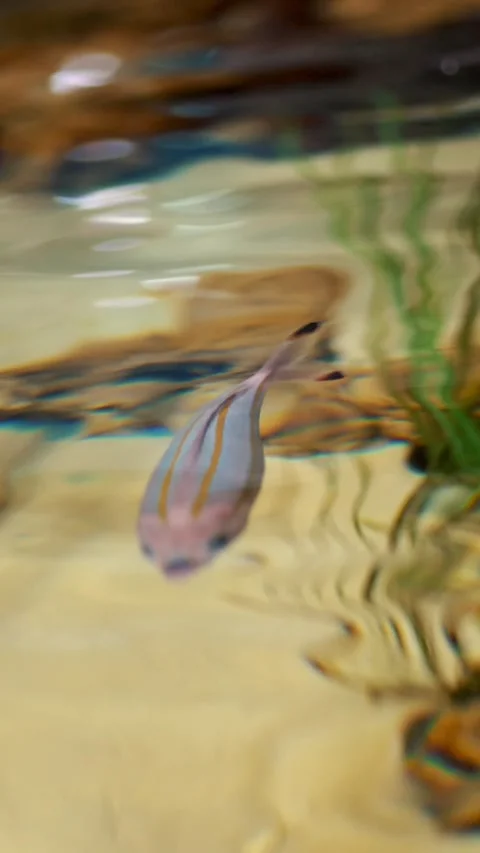Close-up, through the clear water can be seen colorful fish, green algae. the Stock Footage 318349721