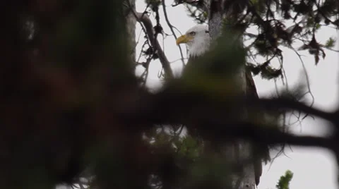 Close through trees in wind to bald eagle on limb Video stock 63442418