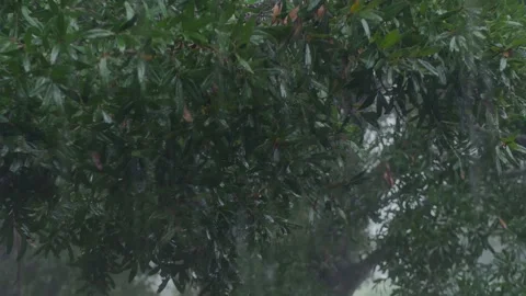 Close up through the window of heavy wind and rain falling through green trees b Stock Footage 284558528
