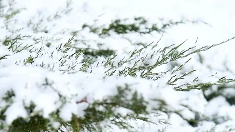 Close-up of a thuja branch covered with snow. 스톡 동영상 342388955