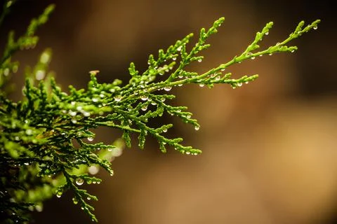 Close-up of a thuja branch Stock Photos
