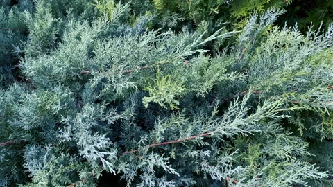 Close-up of thuja branches gently swaying in the wind. Video stock 292929944