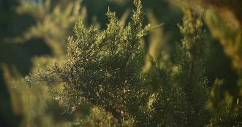 Close up of thuja cypress tree outside at sunset, slow motion. Stock Footage 125766673