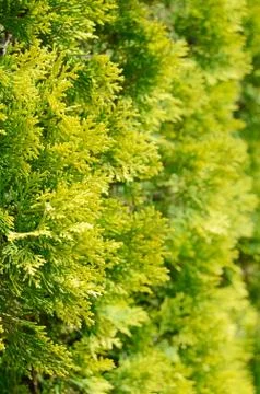 Close up of thuja leaves Stock Photos