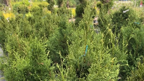 Close-up of Thuja occidentalis Smaragd trees in the plant nursery or a garden Stock Footage 286734113