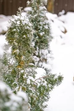 Close-up of thuja in the snow Stock Photos