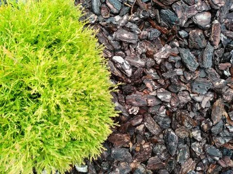 Close-up of thuja sprinkled with pine bark. Flower bed with pine tree mulch. Stock Photos