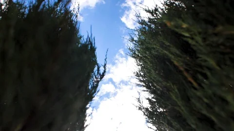 Close-up thuja is swaying in the wind Video stock 127367857