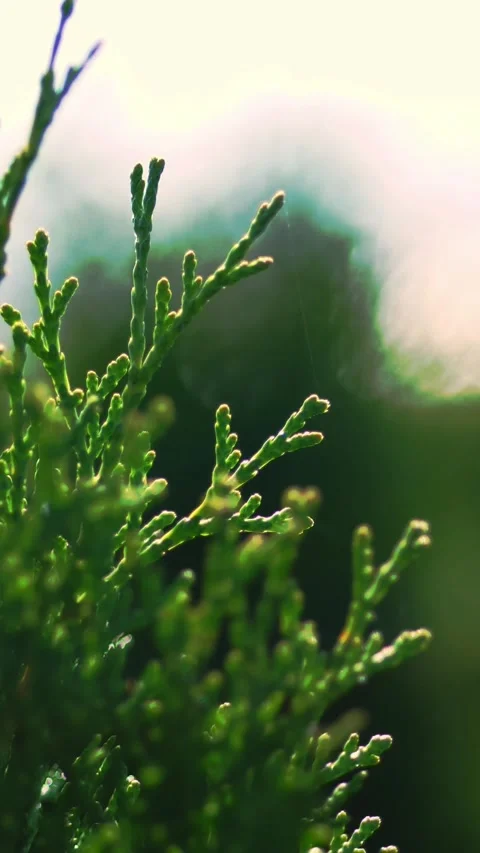 Close-up, thuja sways in the wind, in the sun. juicy green thuja . growing Stock Footage 313863569