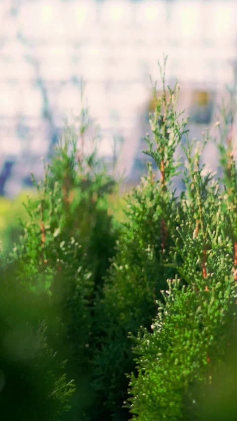 Close-up, thuja tops swaying in the wind, in the sun. juicy green thuja . Stock Footage 315943680