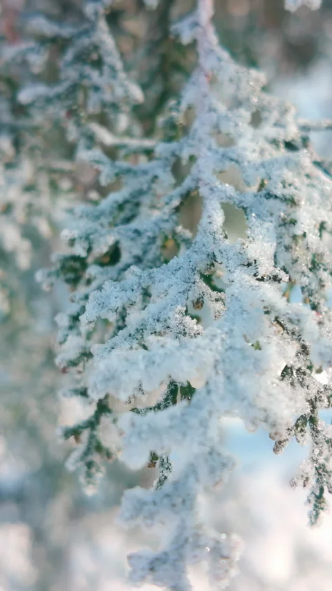 Close-up of thuja tree branch covered in white hoarfrost sways in wind 動画素材 328744827