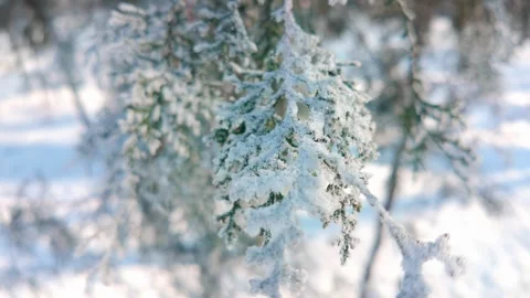 Close-up of thuja tree branch covered in white hoarfrost sways in wind 動画素材 330539639
