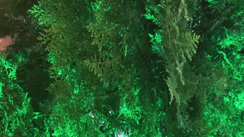 Close-up of thuja tree with green leaves Stock Footage 263196282