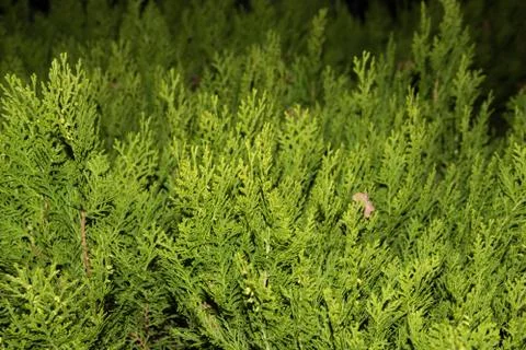 Close-up Thuja tree Stock Photos