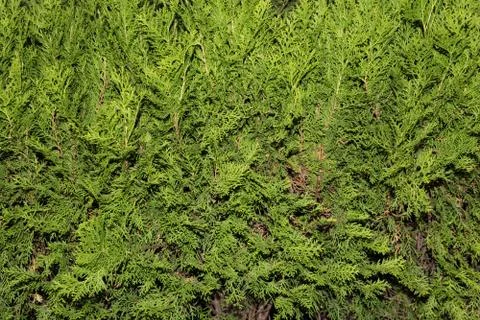 Close-up Thuja tree Stock Photos