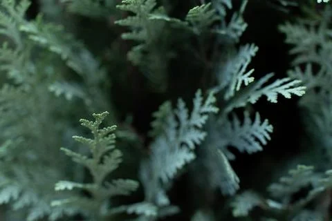 Close-Up Of thuja tree Stock Photos