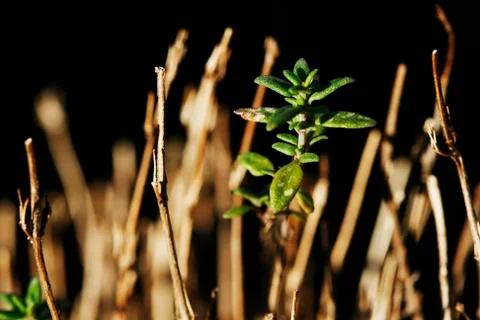 Close up of thyme in garden Stock Photos
