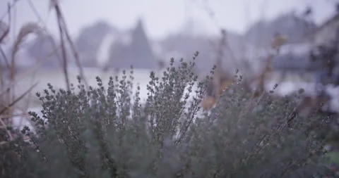 Close-up of Thyme Herb with Falling Snow Stock Footage 329531454