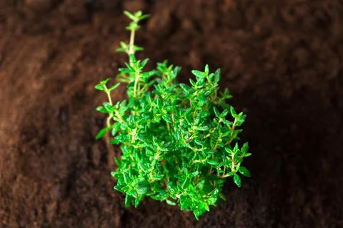 A close up of thyme micro greens.View from above Stock Photos