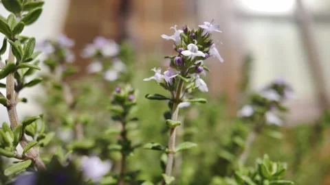 Close up of a thyme plant with blooming purple flowers Stock Footage 334565060