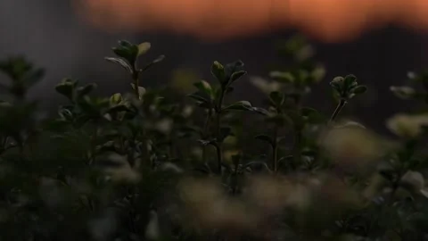 Close-up of thyme plants moving gently in wind during sunset Stock Footage 334667676