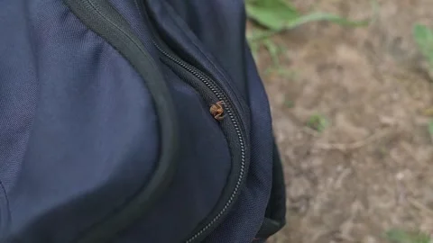 Close-up of a tick on a backpack outdoors, a dangerous poisonous insect Vidéo 344450975