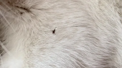 Close-up of a tick moving across the fur and skin of a cat's paw, illustrat.. 스톡 동영상 319826277