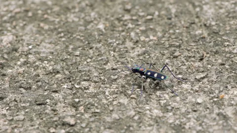 Close up of a tiger beetle crawling on rough ground. Stock Footage 336296729