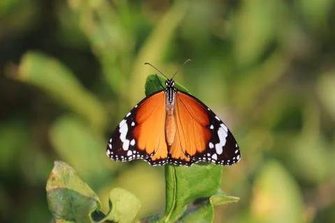 Close-up of tiger butterfly , Stock Photos