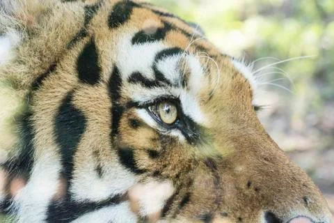 Close up tiger eye Stock Photos