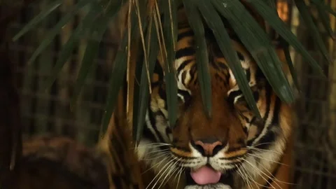 Close Up of Tiger Face Emerging from Behind Jungle Palm Leaves Stock Footage 327945090