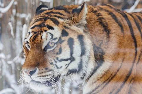 Close-up of tiger face in winter Stock Photos