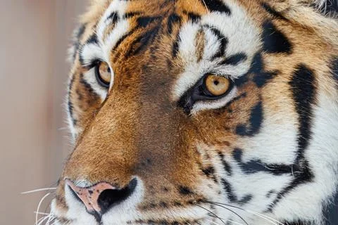 Close-up of tiger face in winter Stock Photos